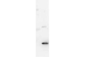 Image no. 1 for anti-Interleukin 17A (IL17A) antibody (ABIN964795)