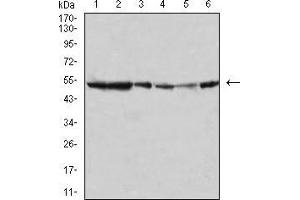 Image no. 4 for anti-Mitogen-Activated Protein Kinase 10 (MAPK10) (AA 180-329) antibody (ABIN5542487)