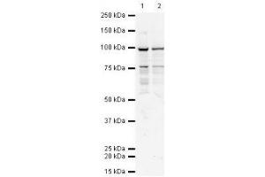 Image no. 1 for anti-Transporter 1, ATP-Binding Cassette, Sub-Family B (MDR/TAP) (TAP1) antibody (ABIN108593)
