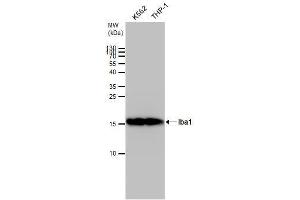 WB Image Iba1 antibody detects Iba1 protein by western blot analysis.