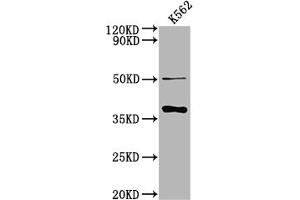 Western Blot Positive WB detected in: K562 whole cell lysate All lanes: OR5R1 antibody at 1:2000 Secondary Goat polyclonal to rabbit IgG at 1/50000 dilution Predicted band size: 37 kDa Observed band size: 37 kDa