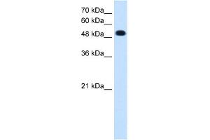 Image no. 1 for anti-Protein tyrosine Phosphatase, Receptor Type, R (PTPRR) (C-Term) antibody (ABIN2782200)