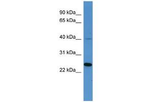Image no. 1 for anti-MAS-Related GPR, Member X3 (MRGPRX3) (C-Term) antibody (ABIN2774273)