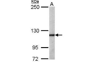 Image no. 5 for anti-O-Linked N-Acetylglucosamine (GlcNAc) Transferase (UDP-N-Acetylglucosamine:polypeptide-N-Acetylglucosaminyl Transferase) (OGT) (N-Term) antibody (ABIN2856738)