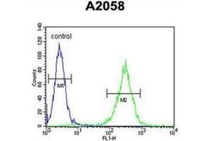 Image no. 1 for anti-Hydroxysteroid (17-Beta) Dehydrogenase 12 (HSD17B12) (AA 133-163), (Middle Region) antibody (ABIN950182)