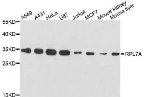 RPL7A Antikörper  (AA 1-266)