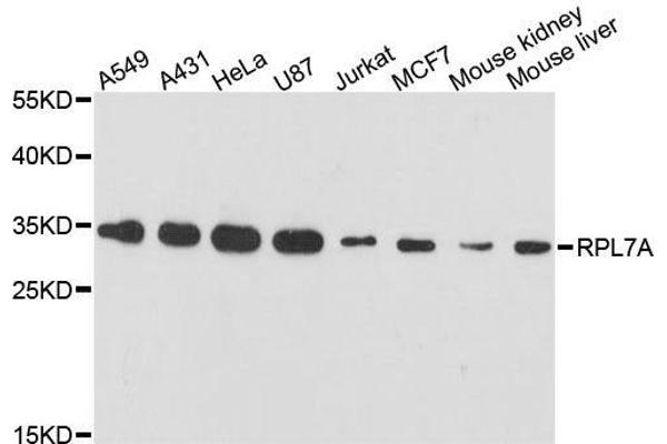 RPL7A antibody  (AA 1-266)