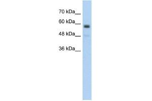Image no. 1 for anti-Transmembrane Protein 8B (TMEM8B) (Middle Region) antibody (ABIN2775435)