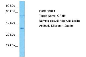 OR5R1 anticorps  (C-Term)