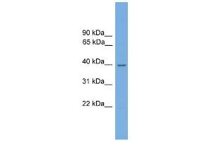 NMRAL1 抗体  (N-Term)