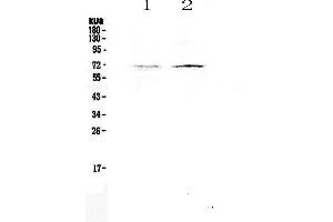 Image no. 1 for anti-ClpX Caseinolytic Peptidase X (CLPX) (AA 337-574) antibody (ABIN5693310)