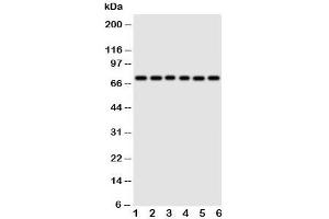 Image no. 3 for anti-Splicing Factor 1 (SF1) (N-Term) antibody (ABIN3032719)