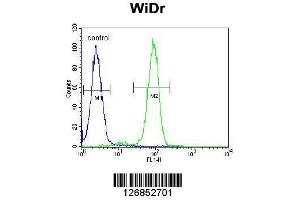 Image no. 2 for anti-F-Box Protein 9 (FBXO9) (AA 346-373), (C-Term) antibody (ABIN651752)