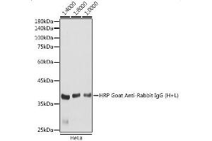 Western Blotting (WB) image for Goat anti-Rabbit IgG antibody (HRP) (ABIN3020597)