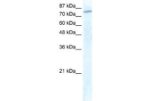 Image no. 1 for anti-General Transcription Factor IIIC, Polypeptide 3, 102kDa (GTF3C3) (N-Term) antibody (ABIN2776488)