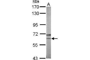 Image no. 1 for anti-Nemo-Like Kinase (NLK) (Center) antibody (ABIN2856544)