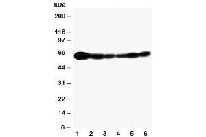 Image no. 1 for anti-SHC (Src Homology 2 Domain Containing) Transforming Protein 1 (SHC1) (C-Term) antibody (ABIN3032555)