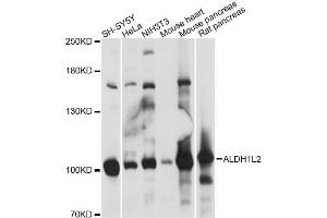 Image no. 1 for anti-Aldehyde Dehydrogenase 1 Family, Member L2 (ALDH1L2) antibody (ABIN6292801)