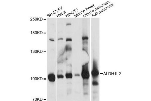 anti-Aldehyde Dehydrogenase 1 Family, Member L2 (ALDH1L2) antibody