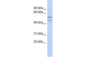 Image no. 1 for anti-Spermatogenesis and Oogenesis Specific Basic Helix-Loop-Helix 2 (SOHLH2) (Middle Region) antibody (ABIN2781042)