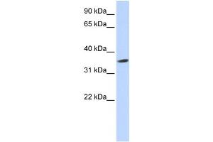 Image no. 1 for anti-Septin 12 (Sep12) antibody (ABIN2459561)