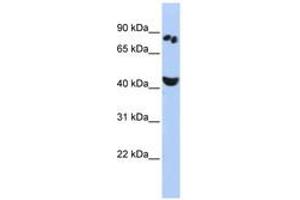 Image no. 1 for anti-POU Class 6 Homeobox 2 (POU6F2) (AA 35-84) antibody (ABIN6742815)