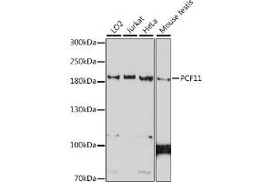 PCF11 抗体  (AA 1256-1555)