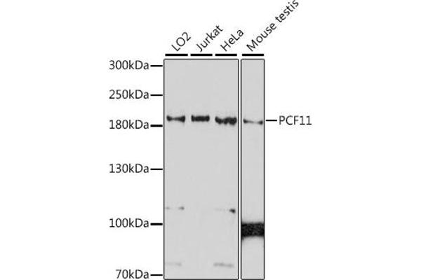 PCF11 抗体  (AA 1256-1555)
