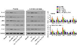 Image no. 3 for anti-Vascular Endothelial Growth Factor A (VEGFA) (AA 81-132) antibody (ABIN872390)