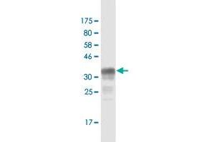 Image no. 2 for anti-Neuroblastoma 1, DAN Family BMP Antagonist (NBL1) (AA 21-130) antibody (ABIN518196)