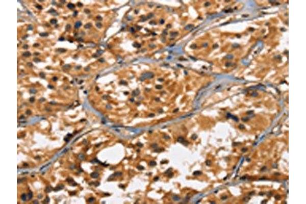 DEFA5 antibody