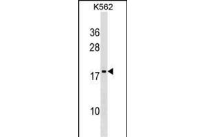 DR1 Antibody (Center) (ABIN1538651 and ABIN2849359) western blot analysis in K562 cell line lysates (35 μg/lane).
