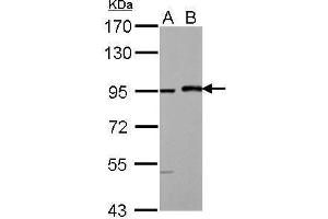 Image no. 3 for anti-Mastermind-Like 1 (MAML1) (N-Term) antibody (ABIN2855932)