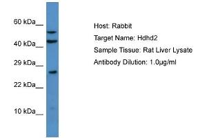 HDHD2 anticorps  (N-Term)