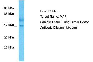 Image no. 1 for anti-V-Maf Musculoaponeurotic Fibrosarcoma Oncogene Homolog (Avian) (MAF) (C-Term) antibody (ABIN2780676)