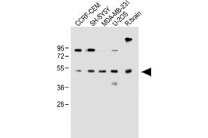 EDIL3 antibody  (AA 337-365)