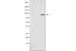 SOX6 antibody  (N-Term)