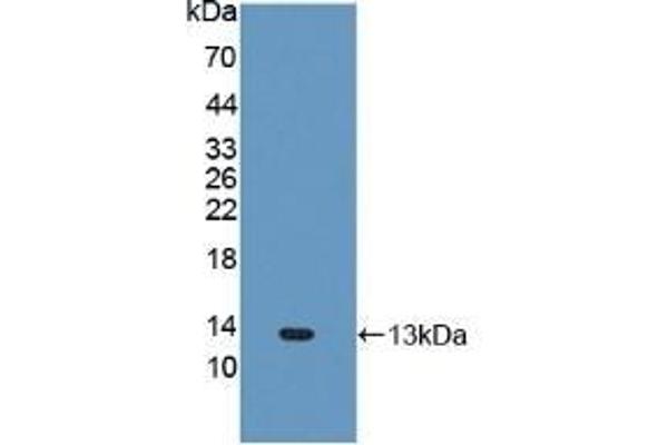 FNDC5 antibody  (AA 77-144)