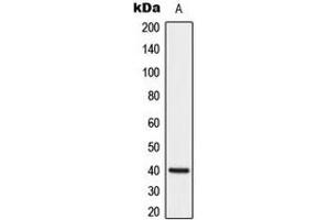 Western blot analysis of DUSP1 expression in HeLa (A) whole cell lysates.