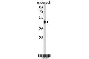 Image no. 2 for anti-Cathepsin E (CTSE) (AA 157-187) antibody (ABIN390486)
