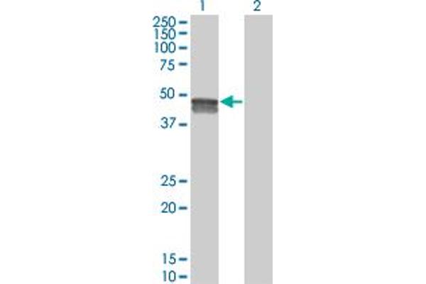 SMPDL3B antibody  (AA 274-372)