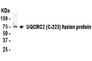 Image no. 1 for anti-Ubiquinol-Cytochrome C Reductase Core Protein II (UQCRC2) (AA 231-453) antibody (ABIN2467899)