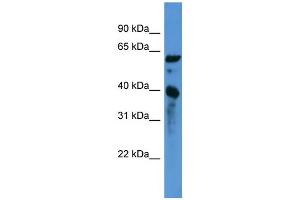 Image no. 1 for anti-Calponin 3, Acidic (CNN3) (C-Term) antibody (ABIN2788296)