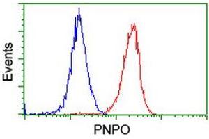 Image no. 8 for anti-Pyridoxamine 5'-Phosphate Oxidase (PNPO) antibody (ABIN1500318)
