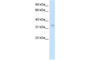 Image no. 1 for anti-Homeobox A2 (HOXA2) (Middle Region) antibody (ABIN1107593)