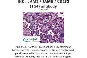 Image no. 1 for anti-Junctional Adhesion Molecule 2 (JAM2) (AA 29-299), (full length) antibody (ABIN1723723)