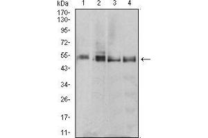 Image no. 1 for anti-Mitochondrial Translational Release Factor 1 (MTRF1) (AA 288-437) antibody (ABIN5542689)