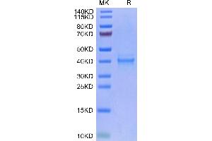 IL12 Protein (His-Avi Tag)