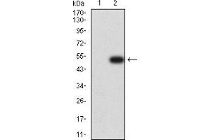 Image no. 1 for anti-Poliovirus Receptor-Related 2 (Herpesvirus Entry Mediator B) (PVRL2) (AA 58-212) antibody (ABIN5611344)