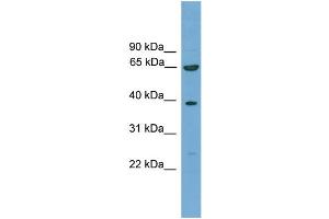 Image no. 2 for anti-Kelch-Like 20 (KLHL20) (C-Term) antibody (ABIN2774097)